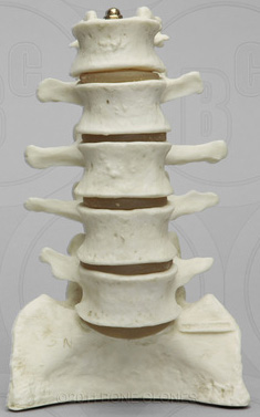 Set of (5) Normal Lumbar Vertebrae on Stand