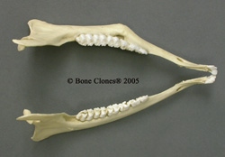 Deer jaws- pair comparative pathology