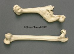 Baboon Femurs- pair- comparative pathology