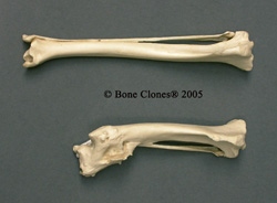 Coyote Tibia-Fibula pair- comparative pathology