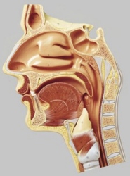 Median Section of the Cavities of Nose, Mouth and Throat