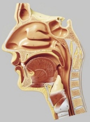 Medianschnitt der Nasen-, Mund- und Rachenhöhle