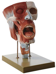 Cavities of Nose, Mouth and Throat with Larynx