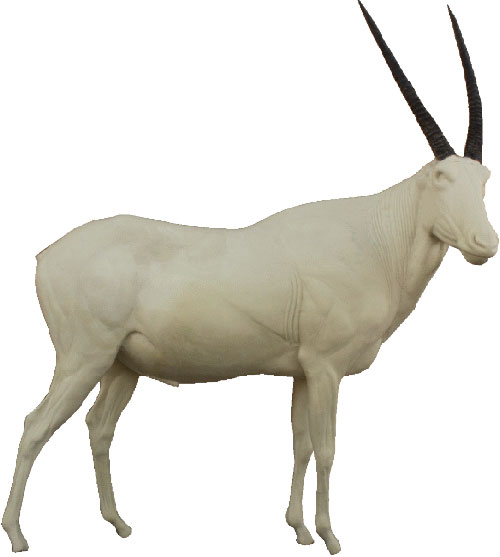 Oryx (südafrikanischer Spiessbock)