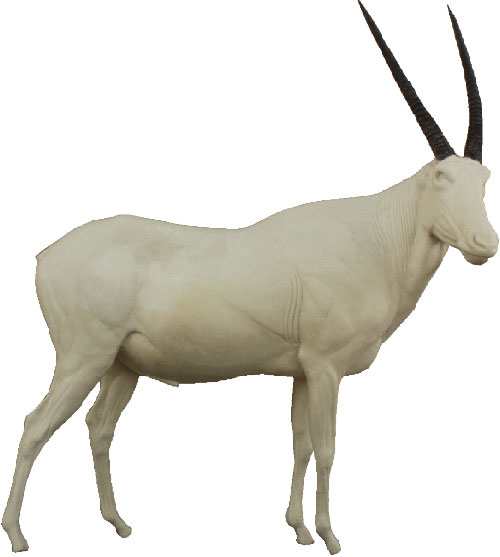 Oryx