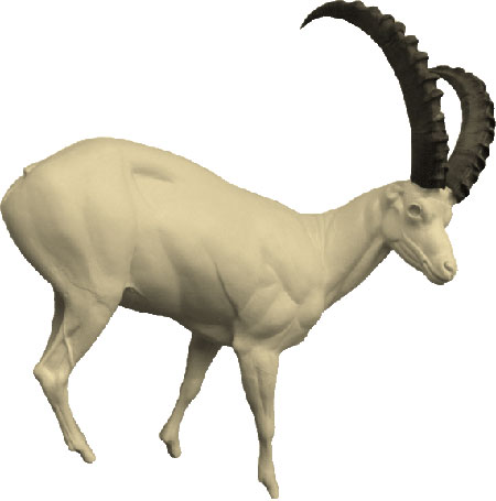 Ibex