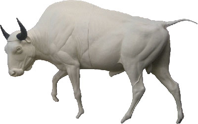 Bison