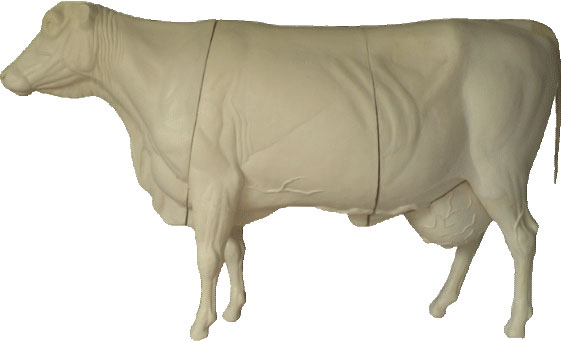 Cattle Cow