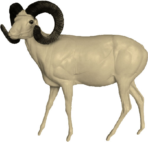 Mouflon