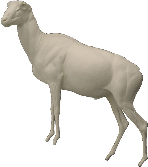 Marco Polo Schaf / Argali