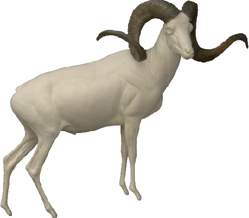 Marco Polo Sheep