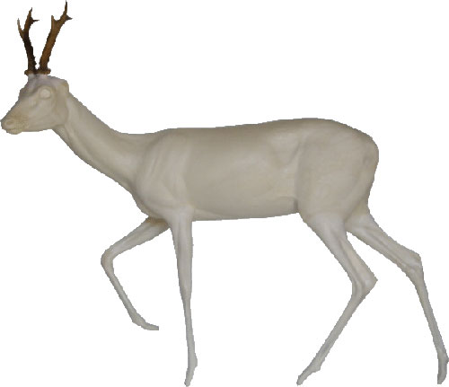 Roe Deer / Roebuck