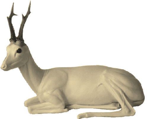 Roe Deer / Roebuck