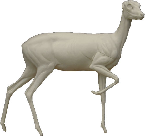 Roedeer Female