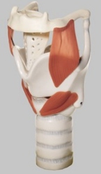 Functional Model of the Larynx