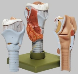 Larynx