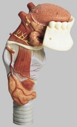 Larynx with Tongue