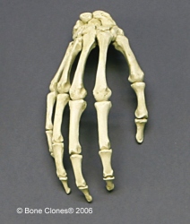 Hand, articulated, rigid, Human adult female