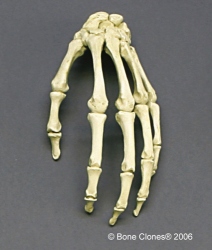 Hand, articulated, rigid, Human adult male