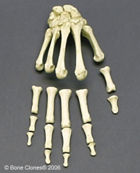 Hand, semi-articulated, Human adult female