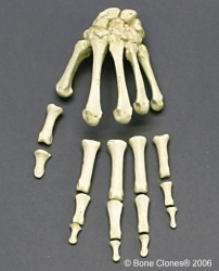 Hand, semi-articulated, Human adult male