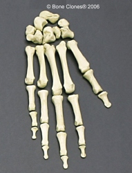 Hand, disarticulated, Human adult female
