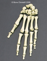 Hand, disarticulated, Human adult male 