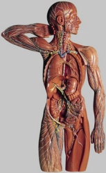 Lymphgefässsystem