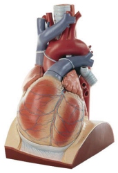 Herz, ca. 4-fach vergrößert, Hörsaalmodell 