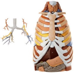 Anatomy of the Thorax