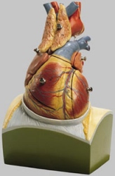 Herz auf Zwerchfellsockel