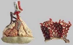 Lobule of the Lung with Additional Model Pulmonary Alveoli