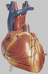 Fetal Heart