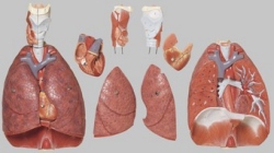 Lunge mit Herz, Zwerchfell und Kehlkopf