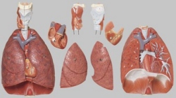 Lungs with Heart, Diaphragm and Larynx