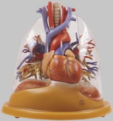 Herz - Lungen Tischmodell