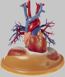 Heart Table Model