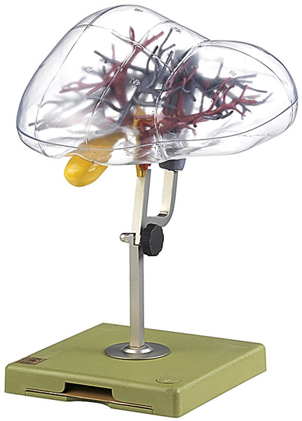 Modell z. chirurgischen Segmenteinteilung d. Leber