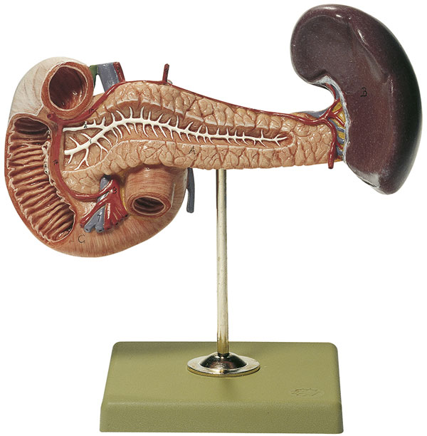 Bauchspeicheldrüse mit Milz und Duodenum