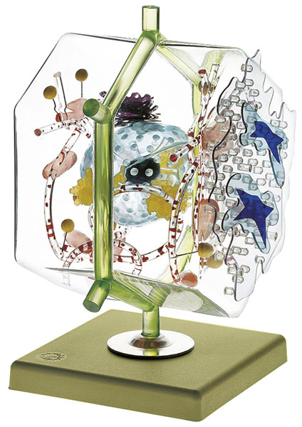 Model of a Liver Cell