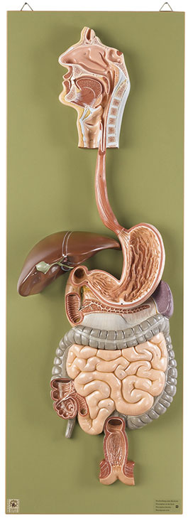 Digestive System