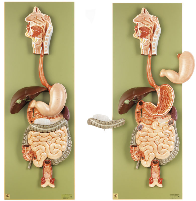 Digestive Tract