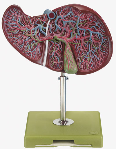 Liver and Gall Bladder