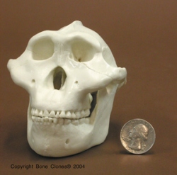 Australopithecus boisei, verkleinert