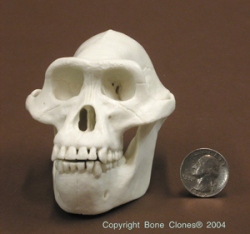 Australopithecus afarensis, verkleinert