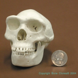 Homo erectus 1/2 scale model Skull