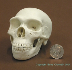 Homo s. neanderthalensis 1/2 scale model Skull