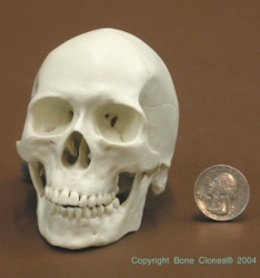 Homo sapien 1/2 scale model Skull