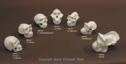 Bone Clones Half-Scale Series, set of 7 Skull