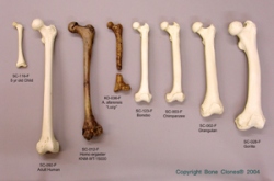 Set of 10 femurs